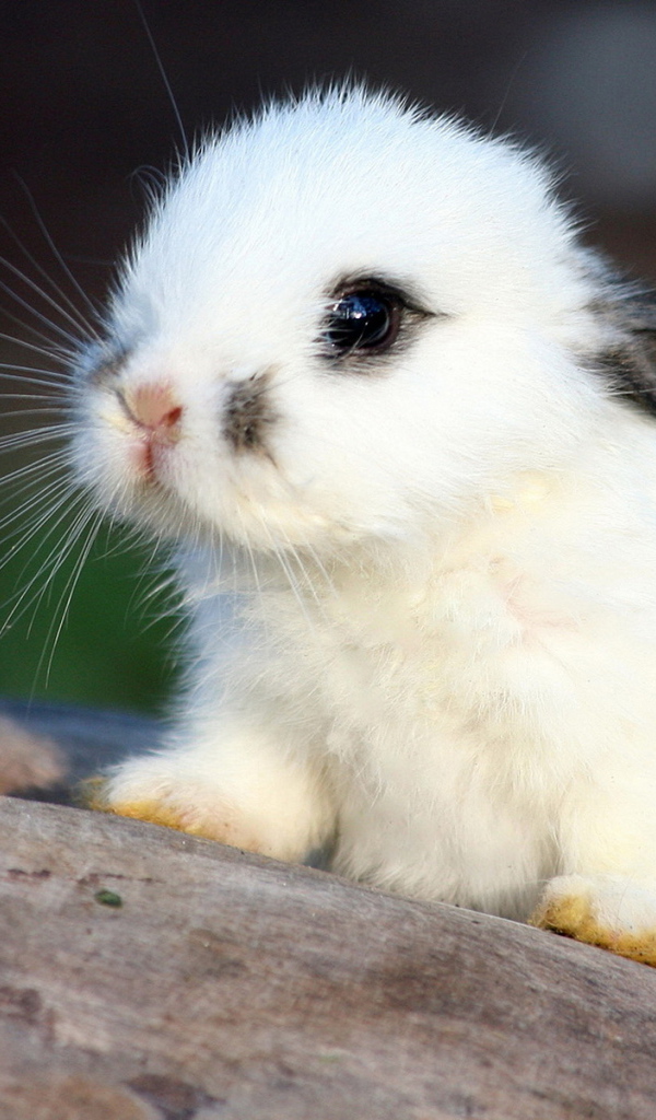 Белый кролик