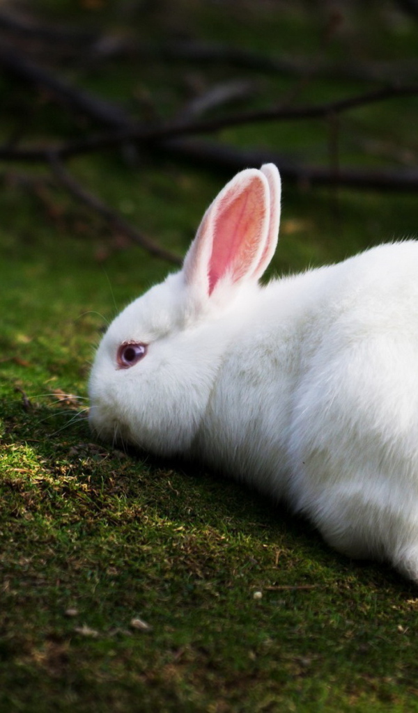 Белый кролик