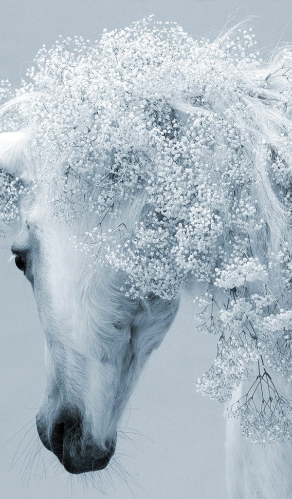 Красивая белая лошадь