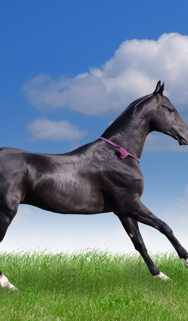 Грациозная лошадь