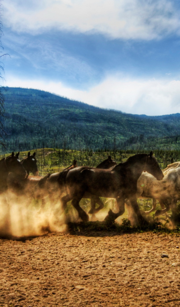 Табун лошадей