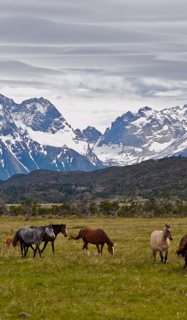 Табун лошадей