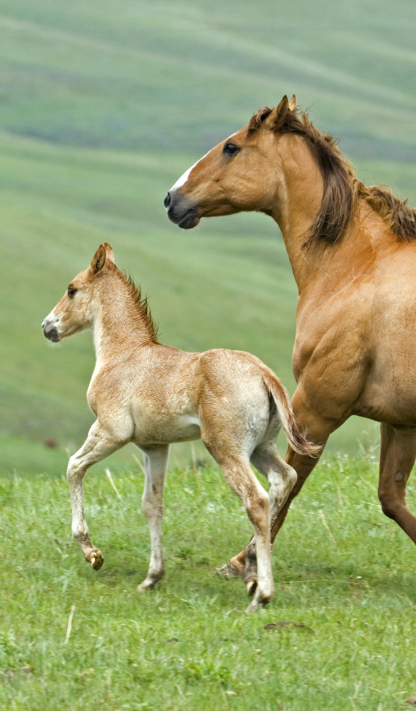 Лошадь и жеребенок