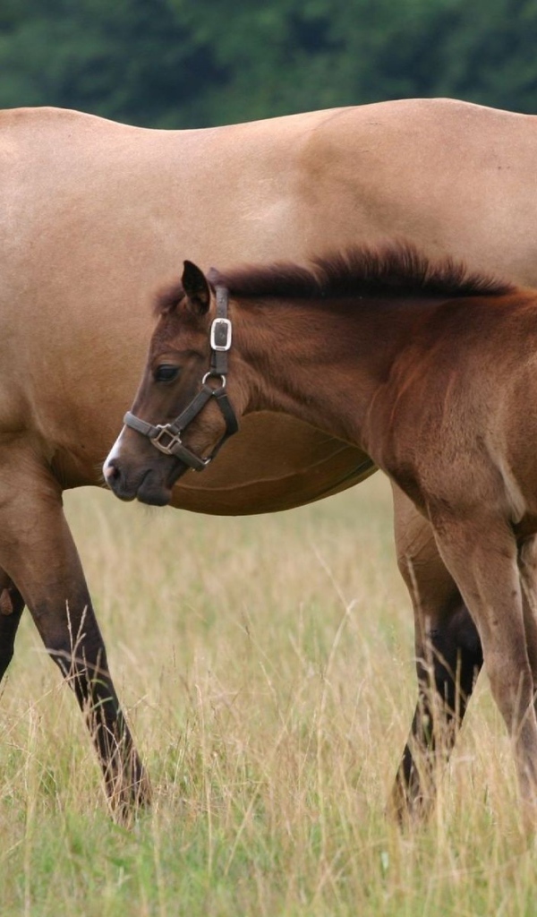 Лошадь и жеребенок на пастбище