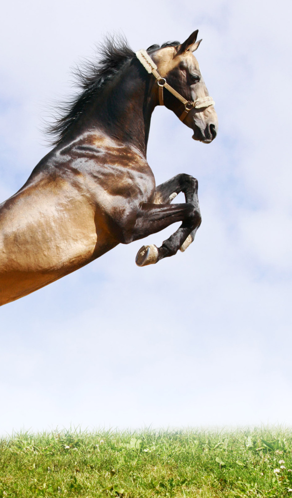 Лошадь вставшая на дыбы