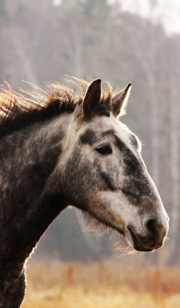 Лошадь на прогулке