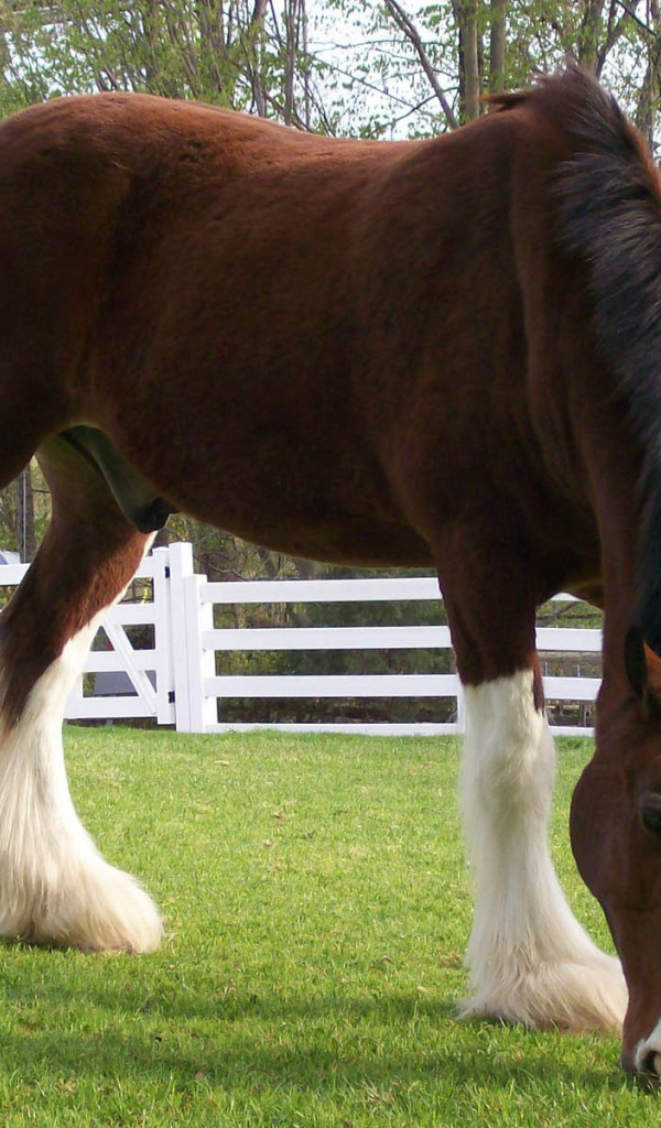 Конь в загоне