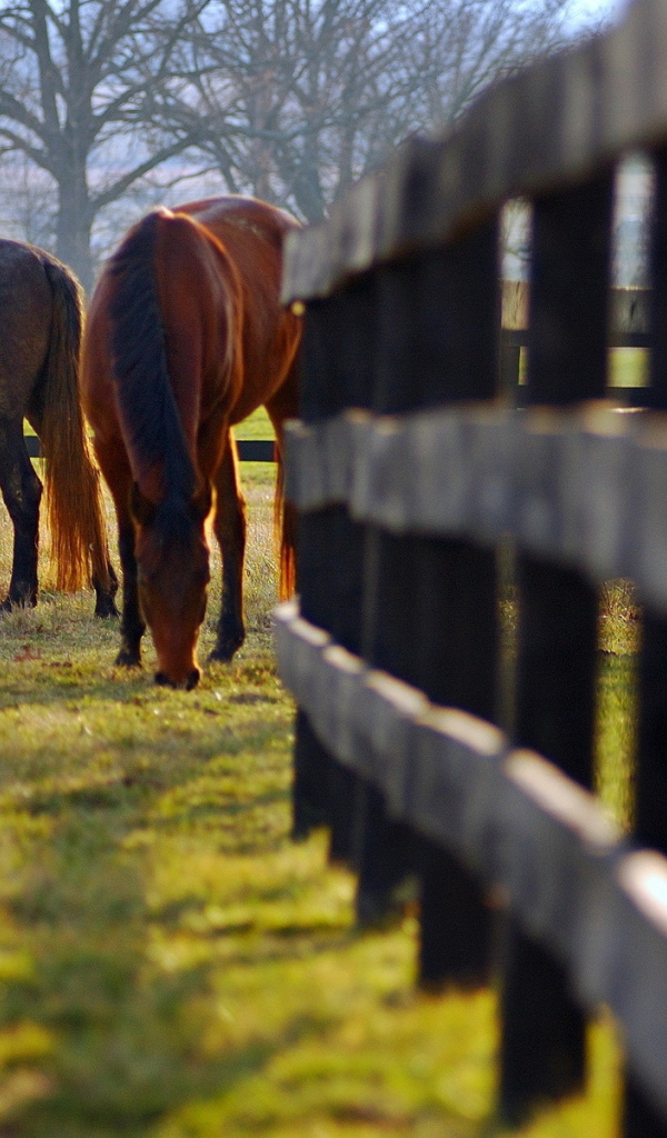 Кони на пастбище