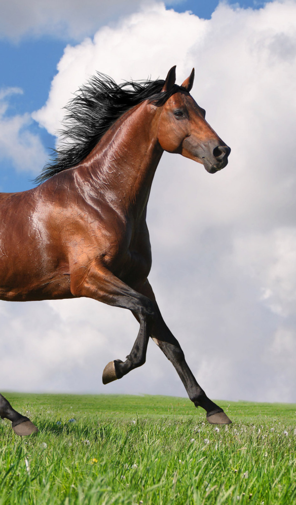Скаковая лошадь