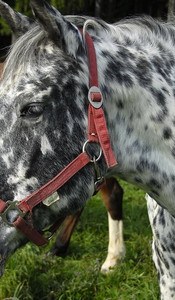 Пятнистая лошадь