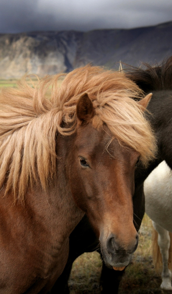 Белый, черный, рыжий