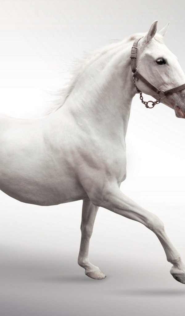 Белый конь