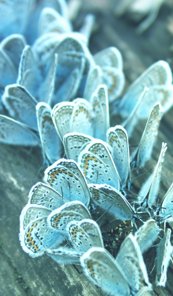 Бабочки на дереве