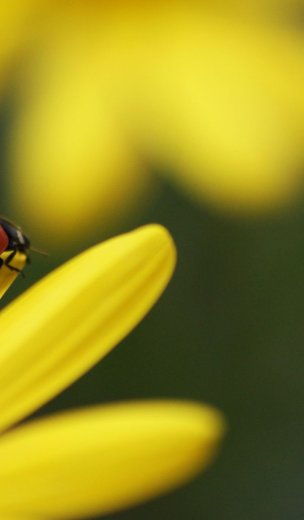 Божья коровка