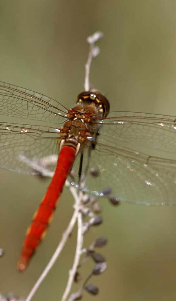 Красная стрекоза
