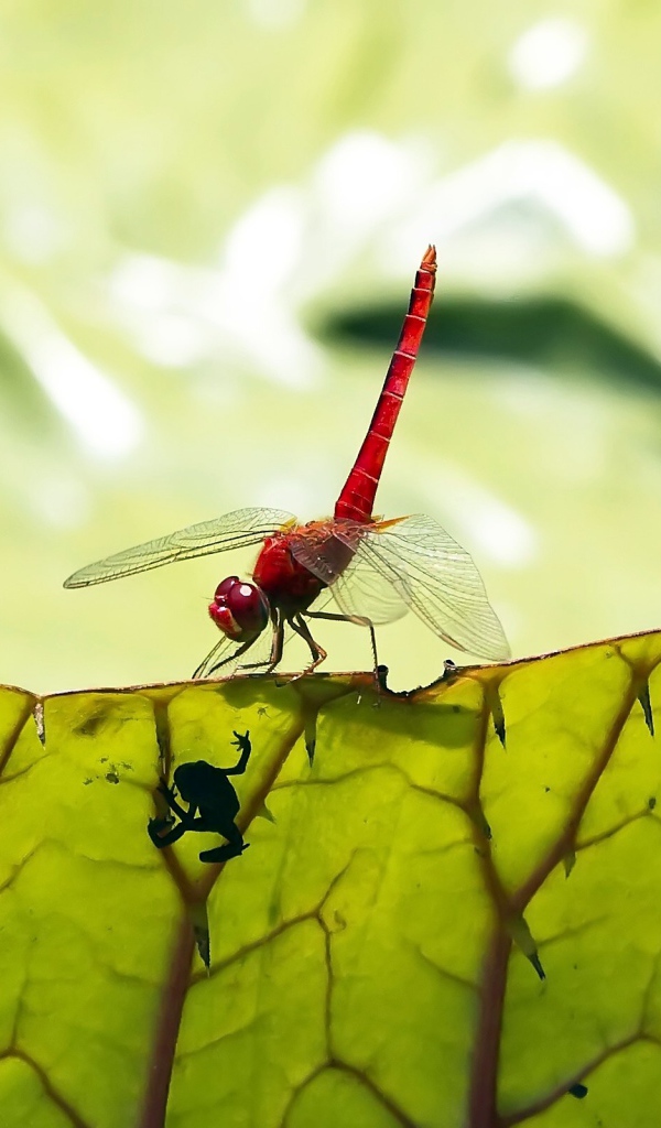 Макро стрекоза