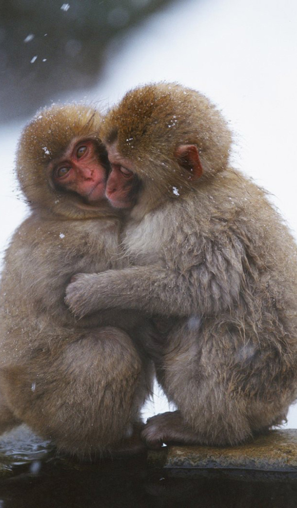 Замерзшие обезьянки