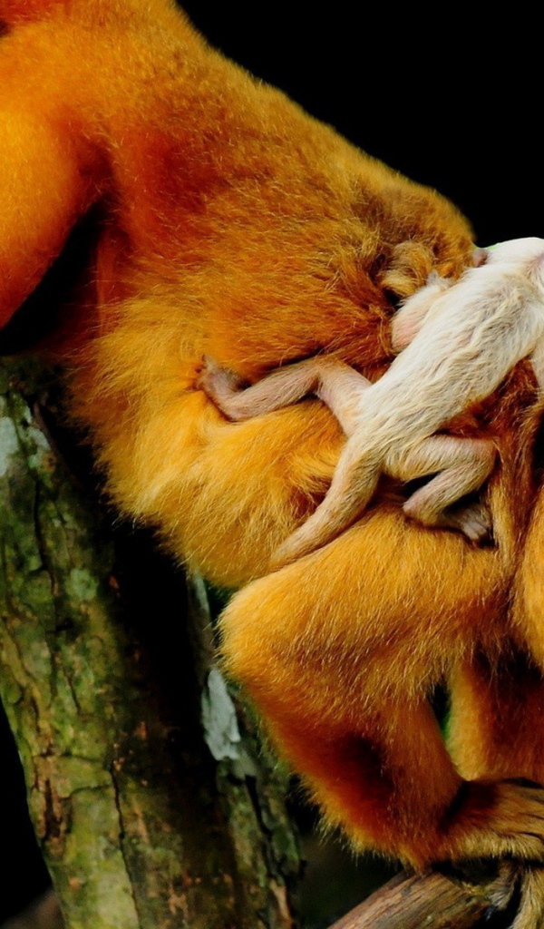 Рыжая обезьяна