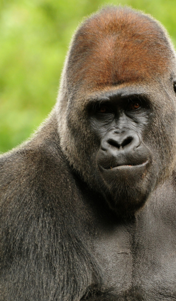Горилла
