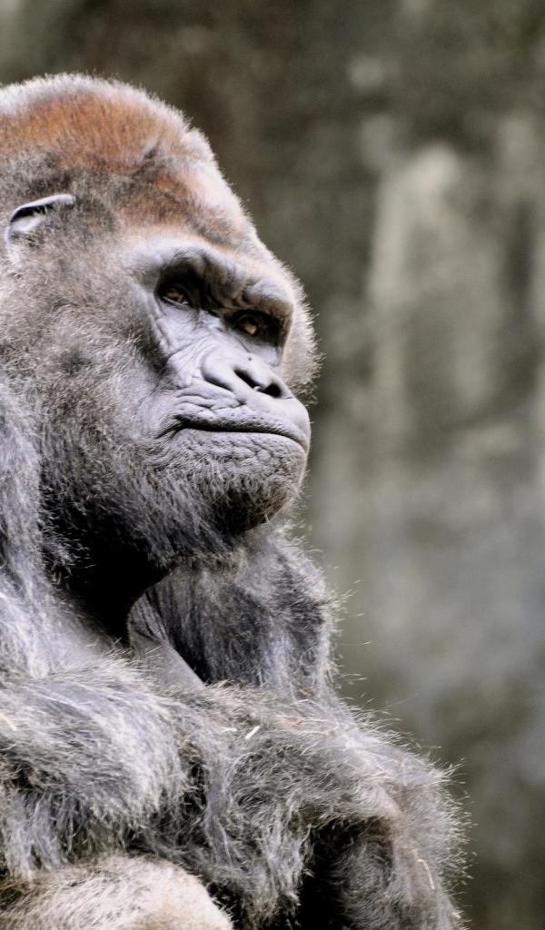 Одинокая горила
