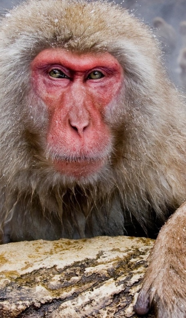 Обезьяны в гейзере