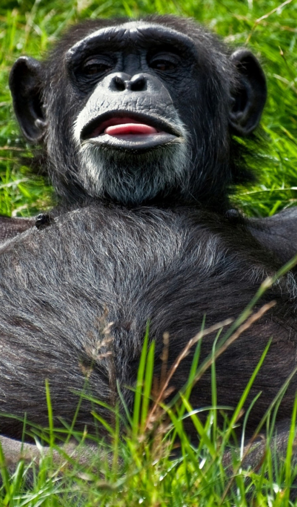 Отдыхающий примат