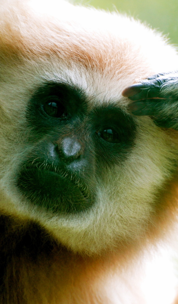 Думающий примат