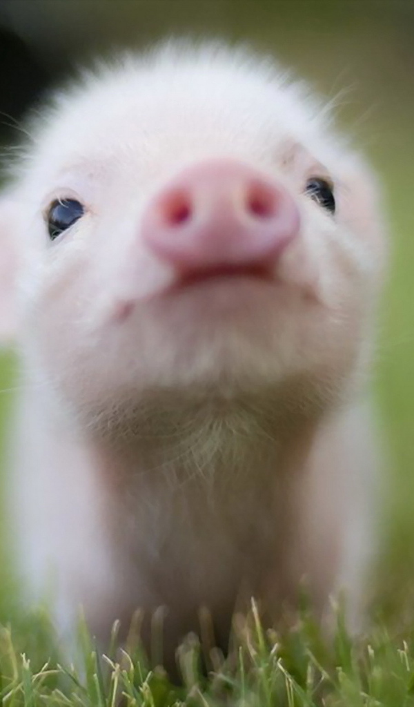 Маленький поросенок