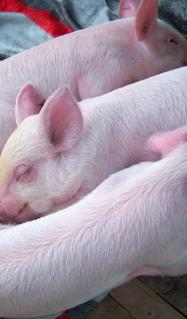 Три поросенка