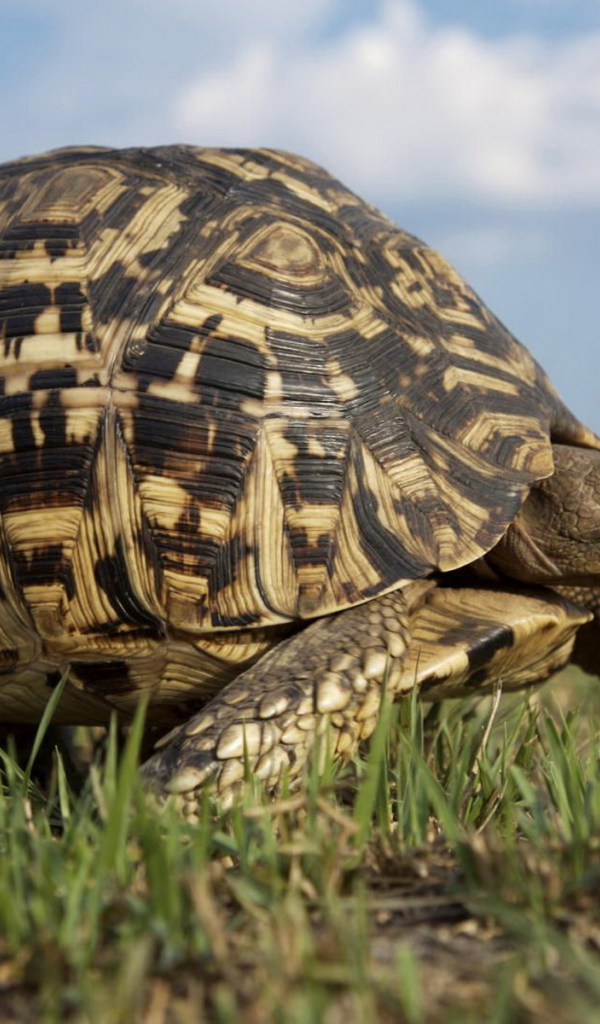 Большая черепаха