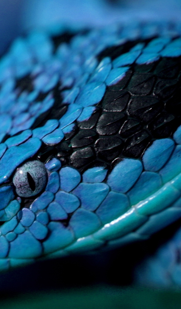 Синяя змея
