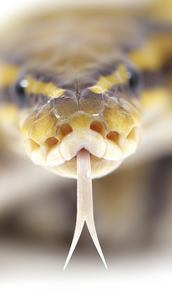 Ползущий змей