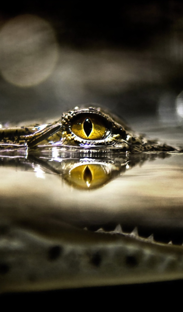 Глаз крокодила