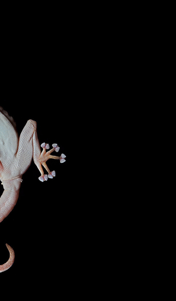 Геккон, лапы-присоски