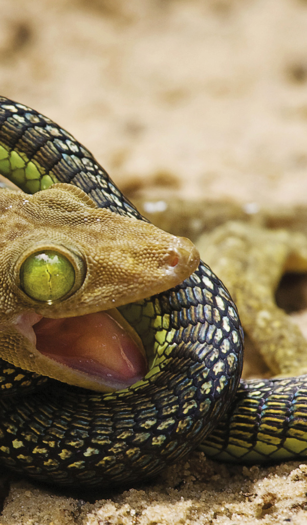 Ящерица против змеи