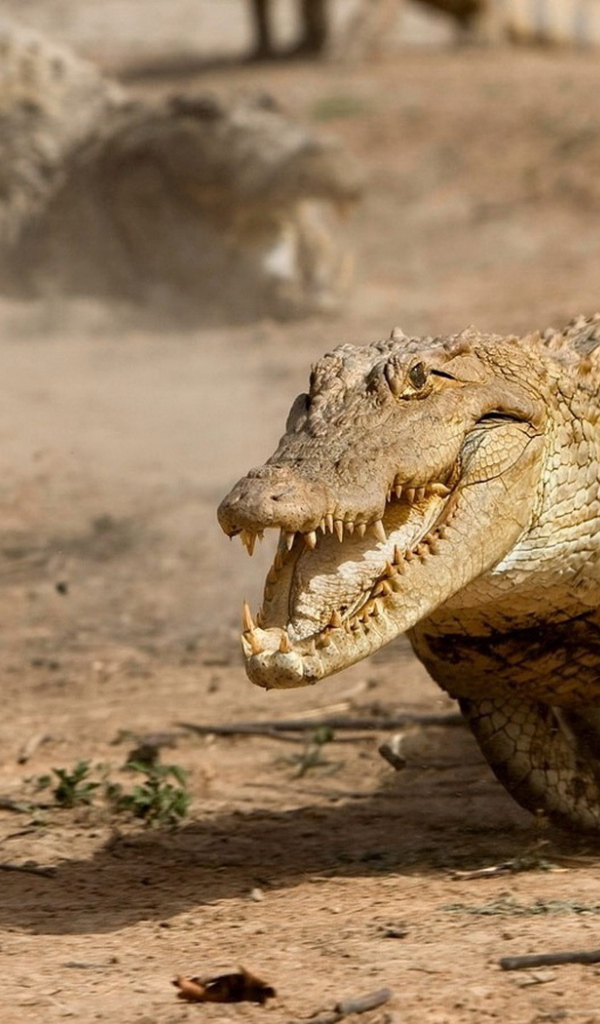 Бегущий аллигатор