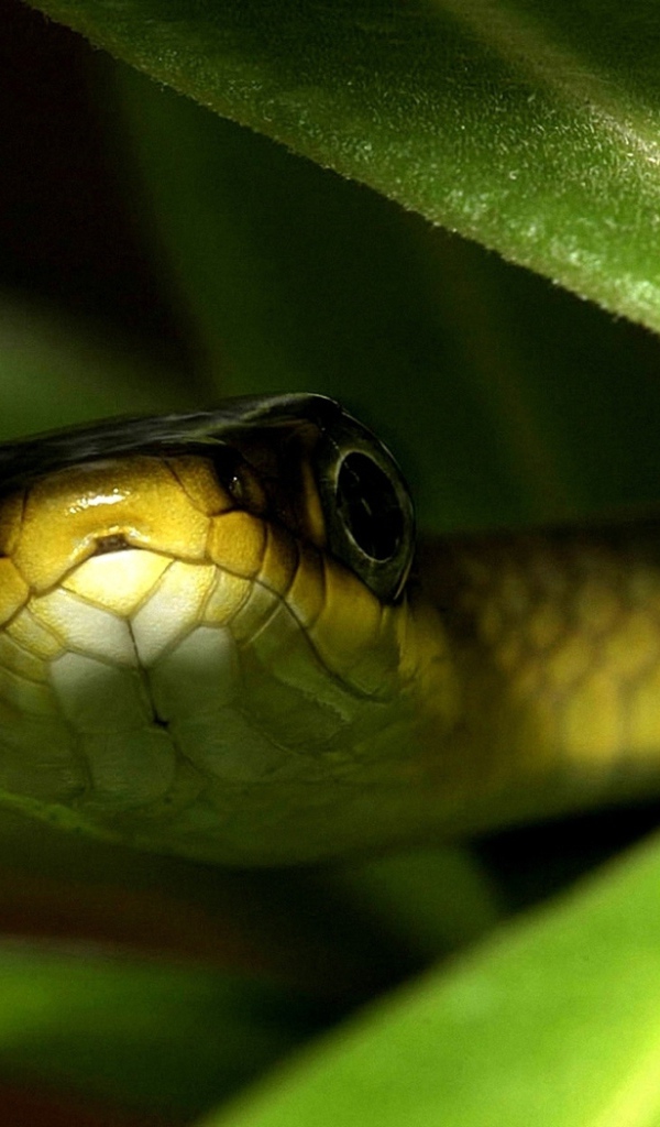 Змея в траве