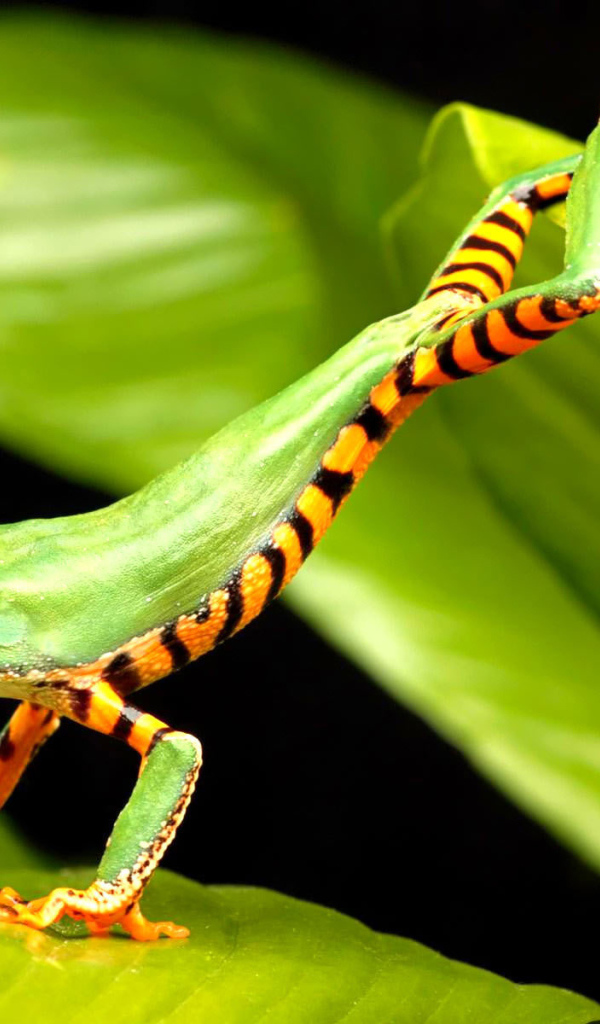 Полосатая лягушка