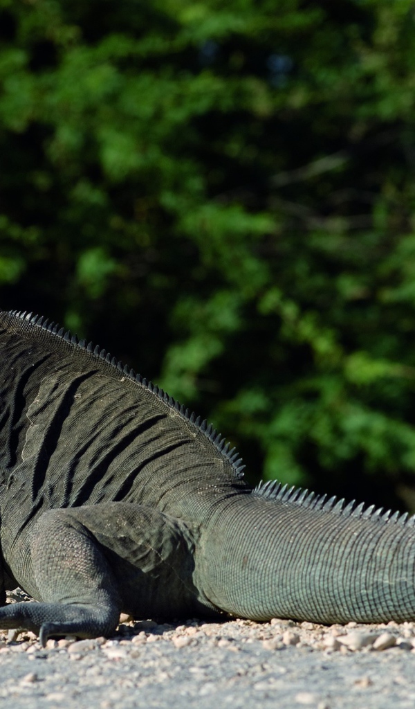 Красивый дракон ящер