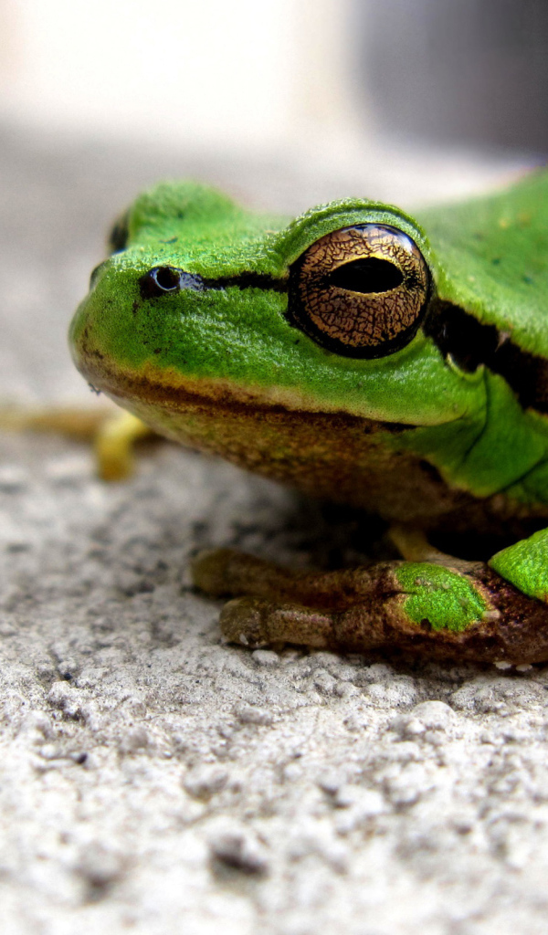 Зеленая лягушка