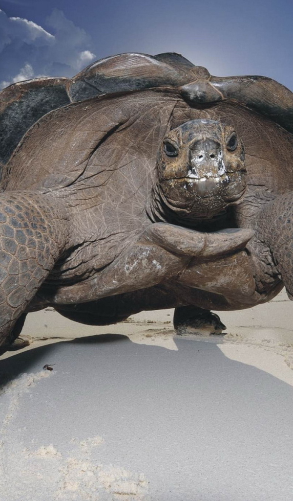 Морская черепаха