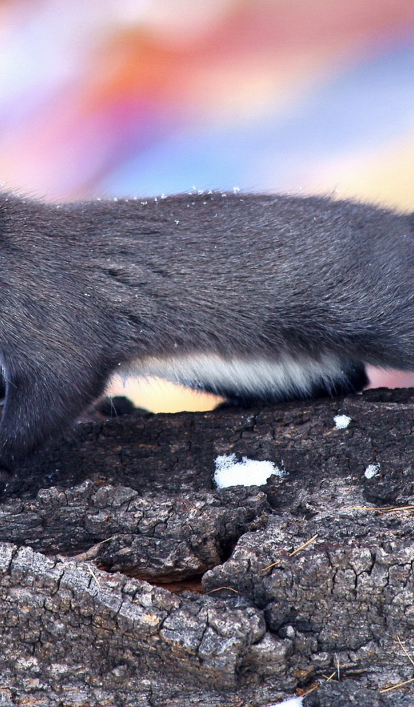 Пушистая белка