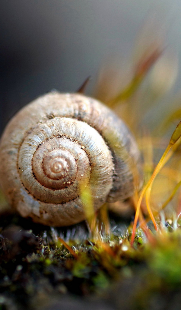 Улитка в траве