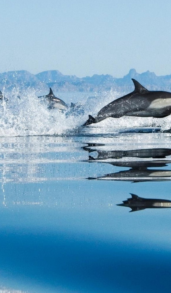 Дельфины