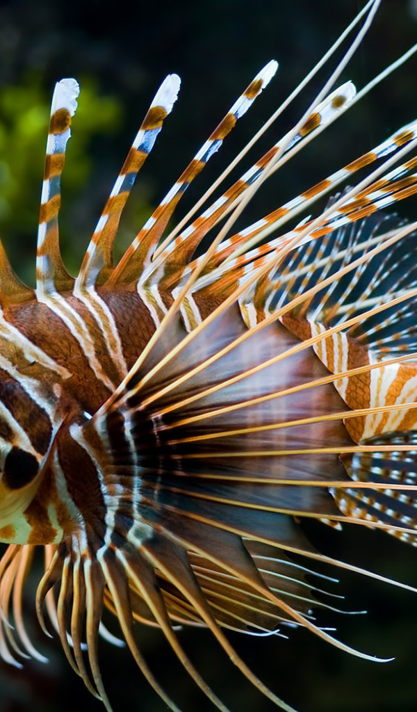 Рыба - Зебра