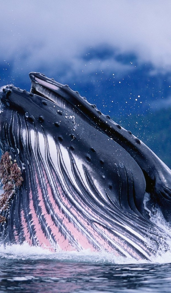 Горбатый кит