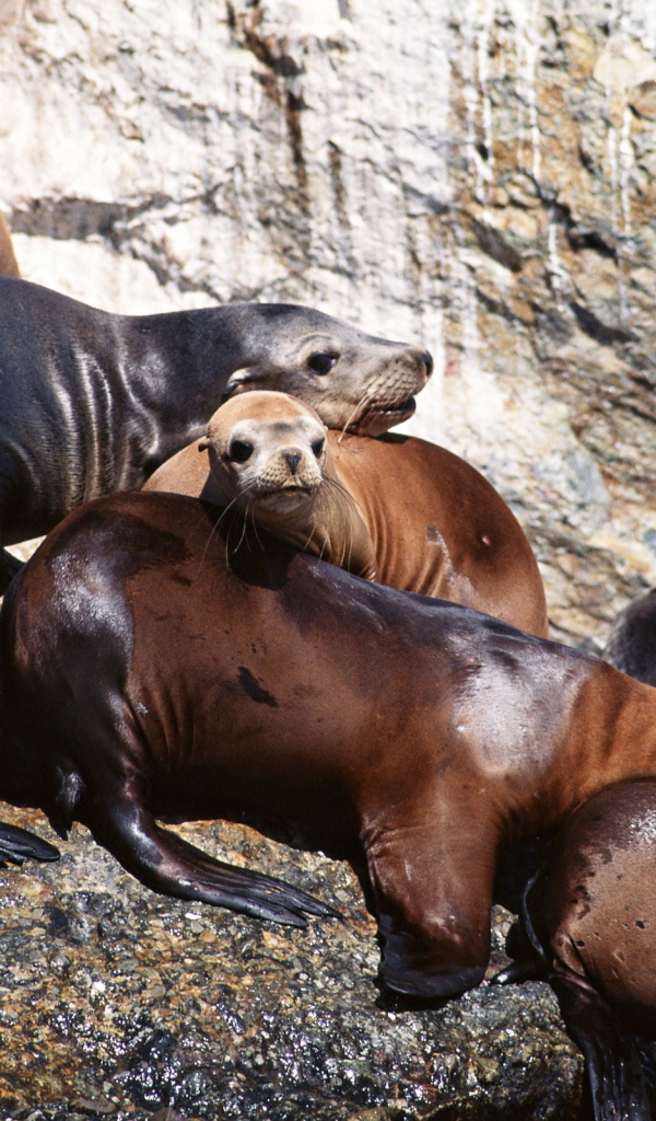 Морские котики