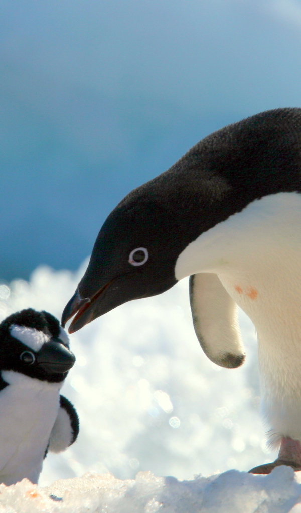 Пингвин и игрушка