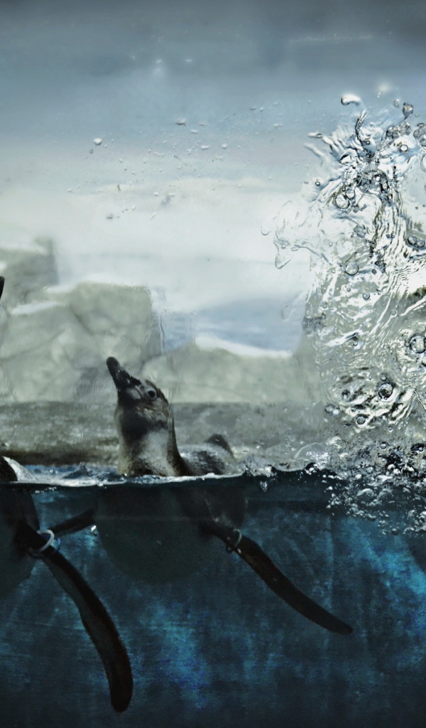 Пингвины в воде