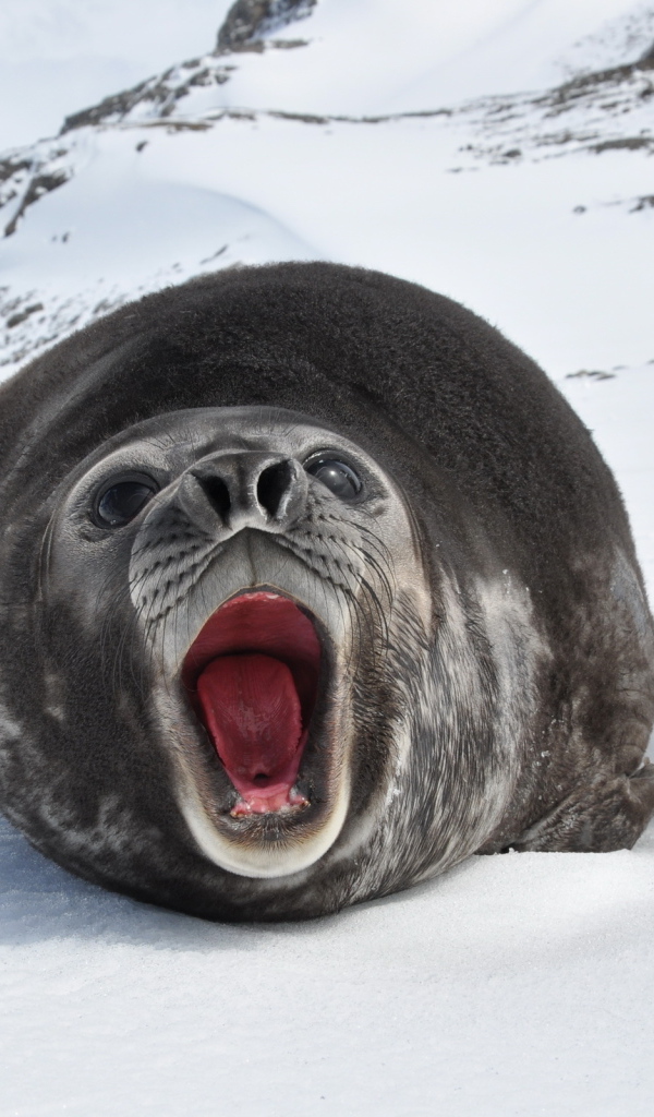 Морской слон